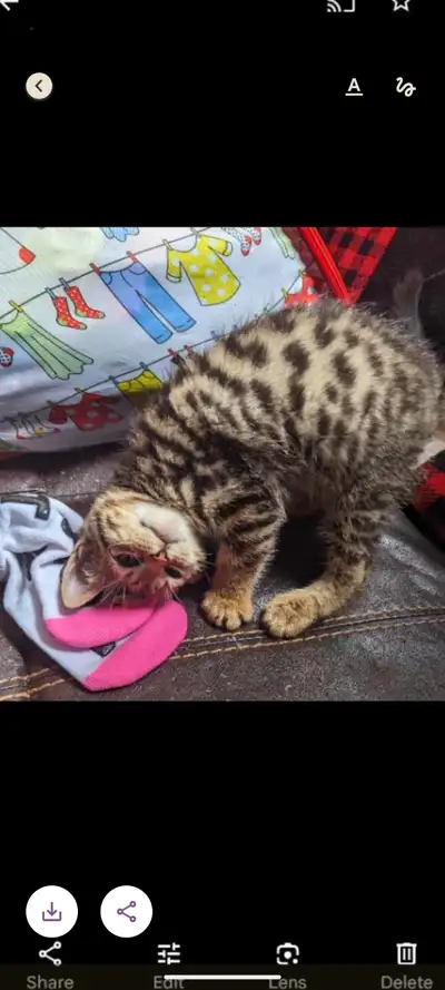 Beautiful Bengal cubs ready to go. Vet checked, dewormed., View more