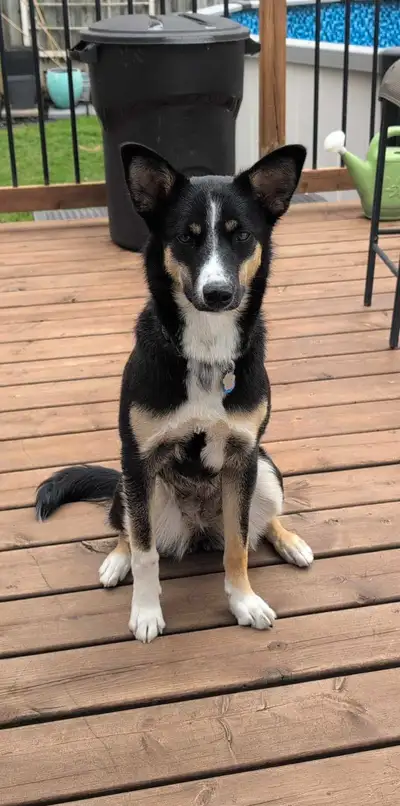 2 female left of this litter! Four month old Blue Heeler mixes. 25lbs right now going to get to abou...