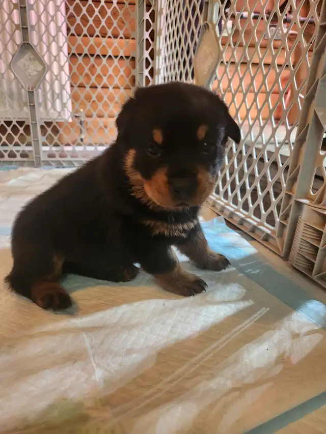 Purebred German Rottweiller puppies in Dogs & Puppies for Rehoming in Oshawa / Durham Region - Image 4