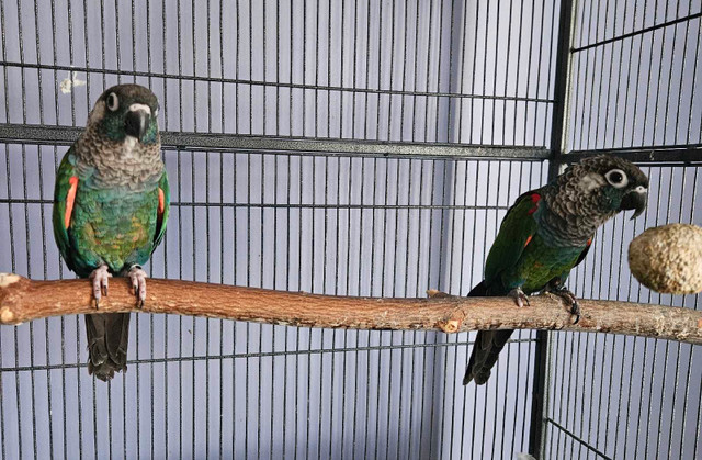 Proven Pair of Pearly Conures for Sale in Birds for Rehoming in Oshawa / Durham Region - Image 2