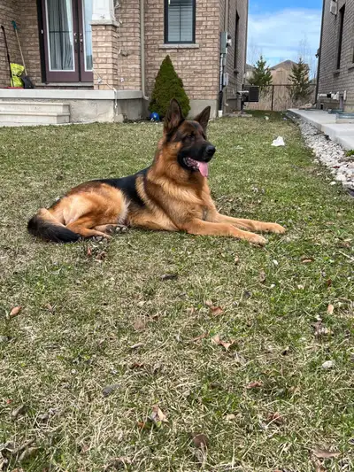 Body European Champion Bloodline – Trained, Loving Dog for Rehoming Video of him: https://youtube.co...