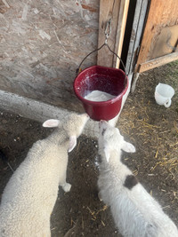 2 ram lambs 