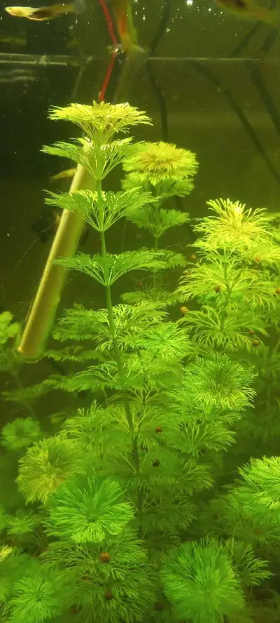 Cambiba plants for aquarium. 10$ for 5 stalks about 4-6 inches long. Very pretty plants. Grow easily...