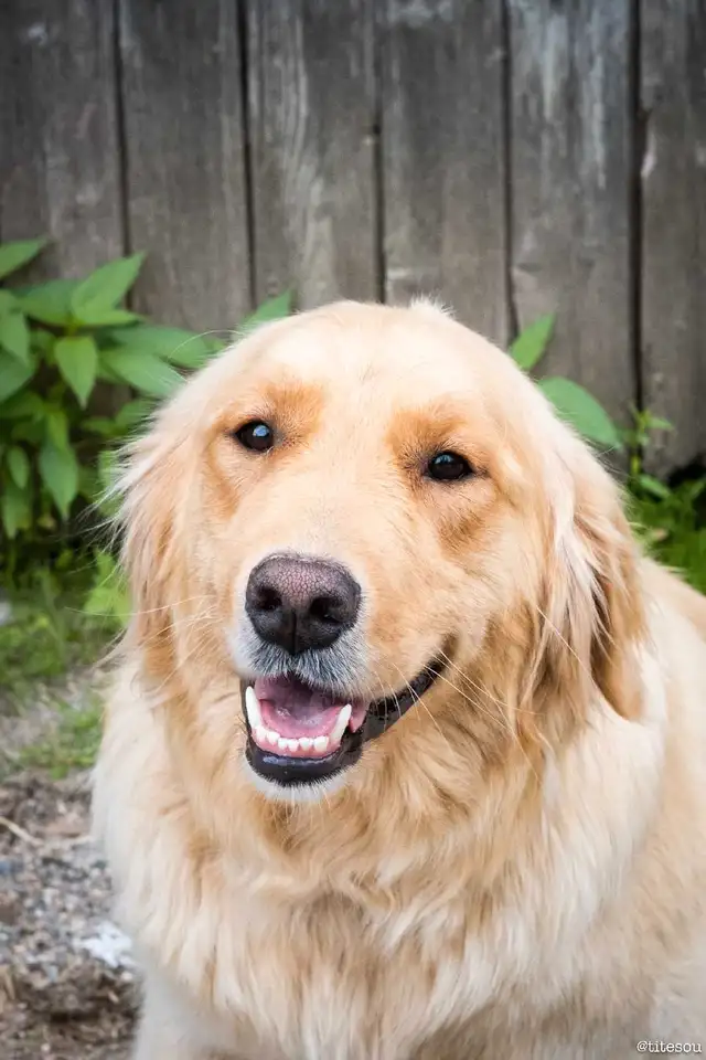 Réservation chiot Golden Retriever pour juin 2025 in Dogs & Puppies for Rehoming in Lac-Saint-Jean - Image 3