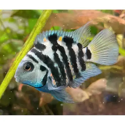 The Polar Blue Parrot Cichlid, a hybrid fish known for its striking color and unique personality, ha...