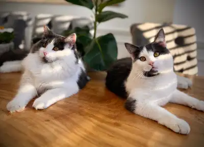 (English will follow) Angel et Muffin sont mi Maine coon, mi Angora. Ils ont grandi ensemble chez no...