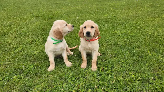 Golden Retriever Puppies in Dogs & Puppies for Rehoming in Stratford - Image 4