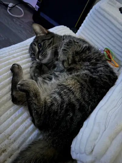 Je cherche une nouvelle maison aimante pour ma chatte en bonne santé, 4 ans opérer, vacciner.