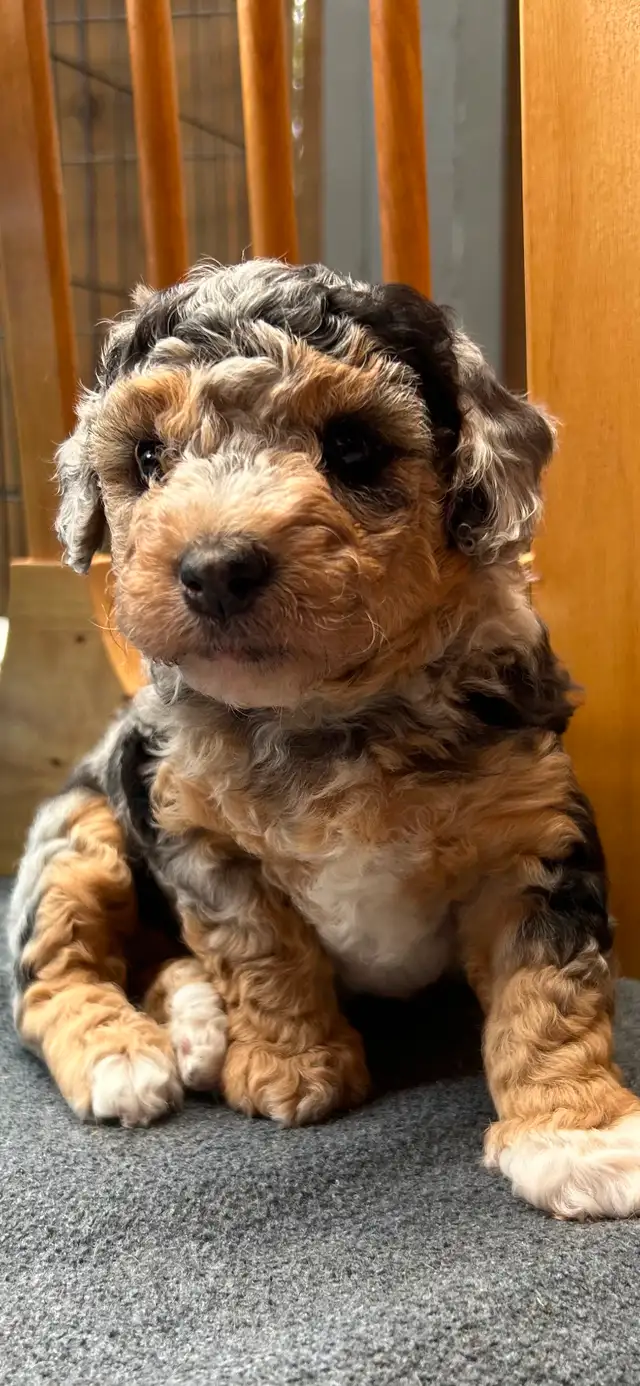 Coton Mix  Pups Rare Merle  - Therapy Dog Potential in Dogs & Puppies for Rehoming in City of Toronto - Image 5
