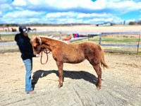 Pouliche QH À Vendre