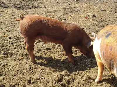 Duroc boar, View more