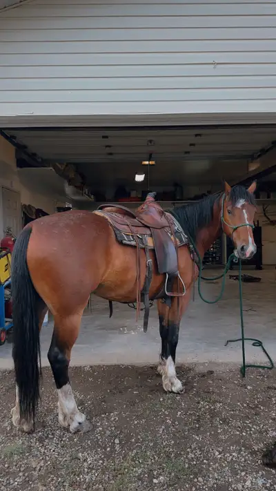 Beautiful Bay Gelding, View more