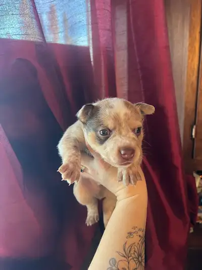 Mini heeler puppies, View more