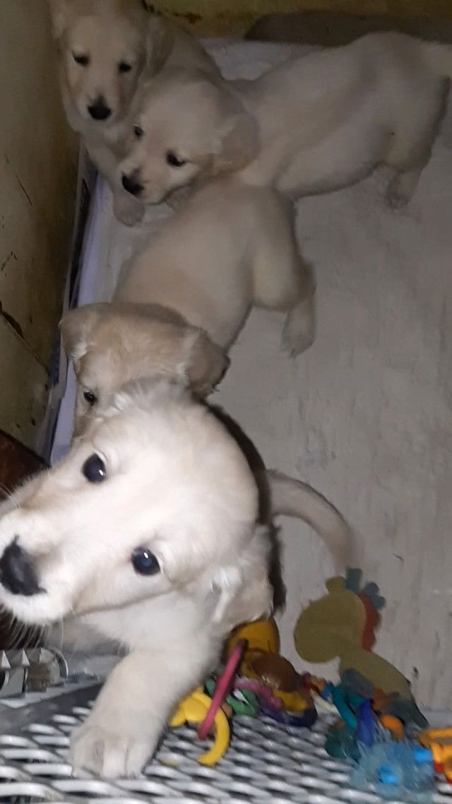 Pure English Cream Golden Retriever puppies in Dogs & Puppies for Rehoming in Peterborough - Image 2
