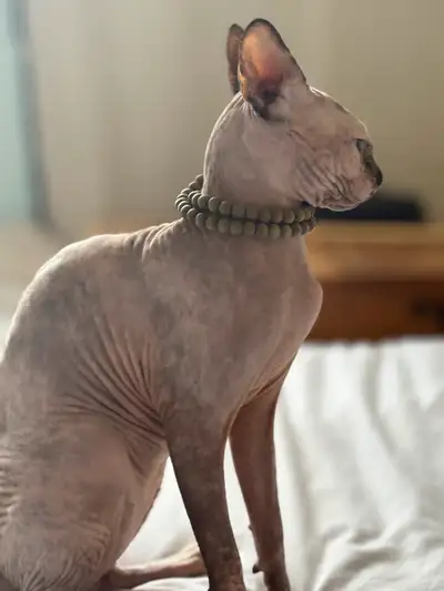 Pure Spynx  girl Negotiable price, View more