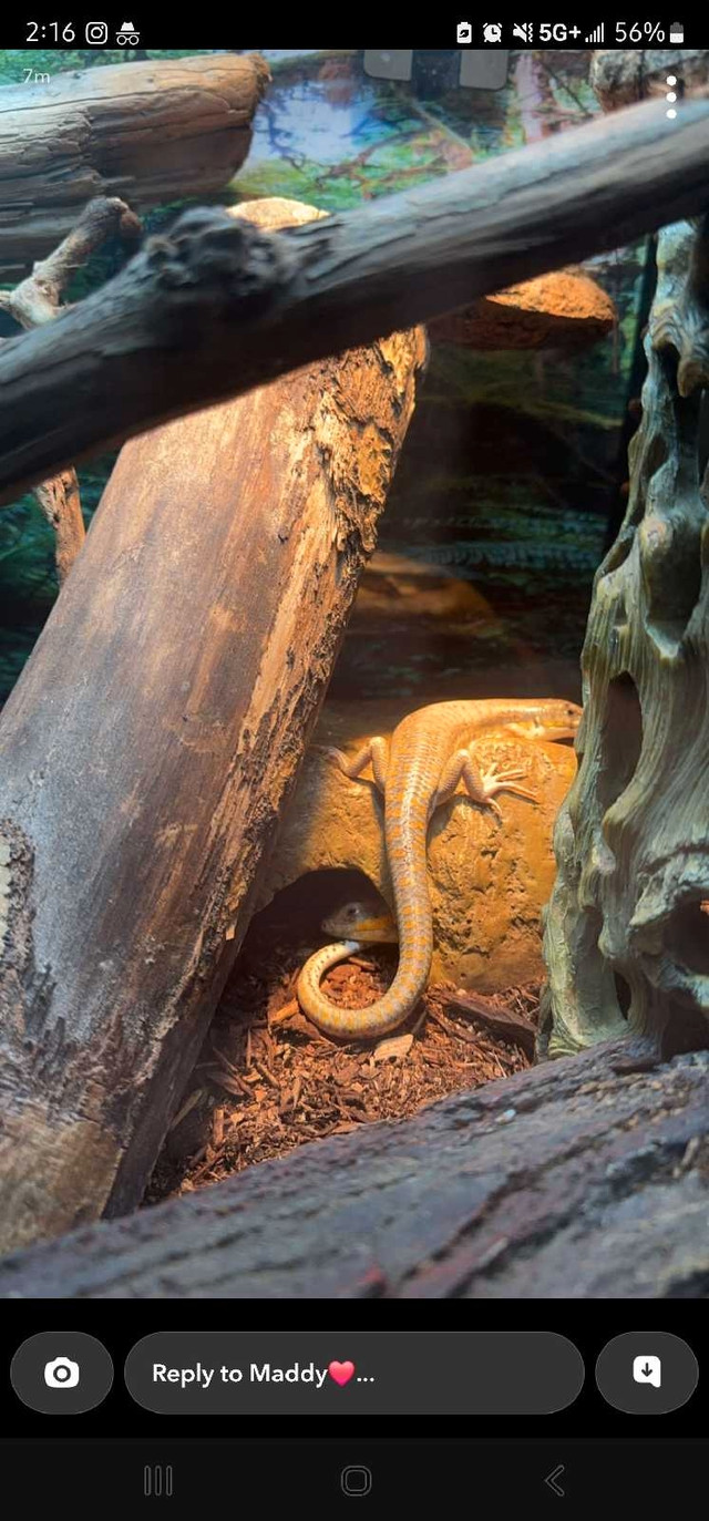 Schneiders Skinks Pair in Reptiles & Amphibians for Rehoming in Edmonton - Image 2