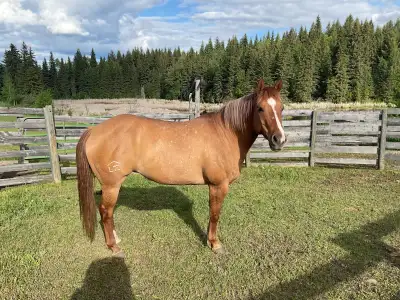 9 yr old grade QH mare, View more