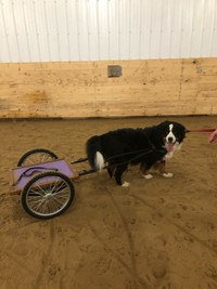 WANTED- Dog Drafting Cart or Wagon