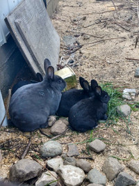 Baby bunny rabbits