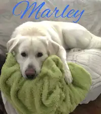 Marley - Malamute croisé Labrador recherche famille pour la vie