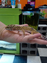 Leopard geckos for sale 