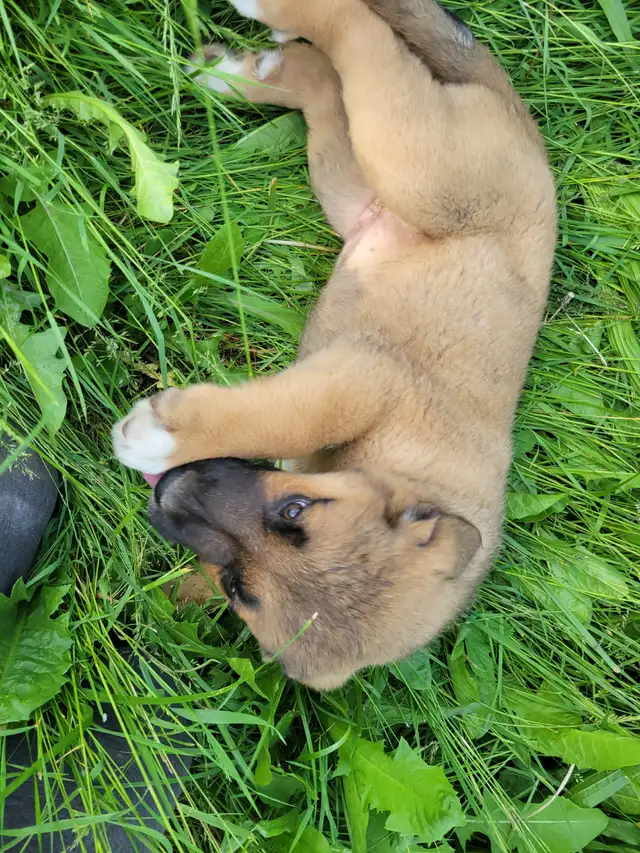 Caucasian/Dutch Sheppard & Bernese mountain cross puppies in Dogs & Puppies for Rehoming in Kitchener / Waterloo - Image 4