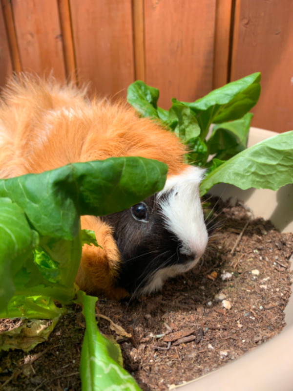 3 bonded female guinea pigs Small Animals for Rehoming Victoria Kijiji