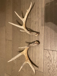 Matching set of Shed whitetail deer antlers / horns