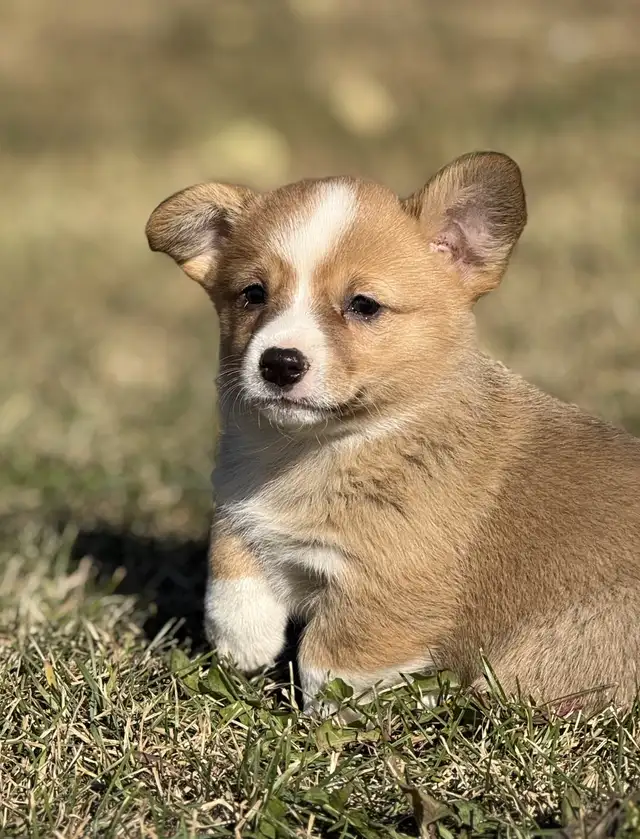 Pembroke welsh Corgi in Dogs & Puppies for Rehoming in Delta/Surrey/Langley - Image 3