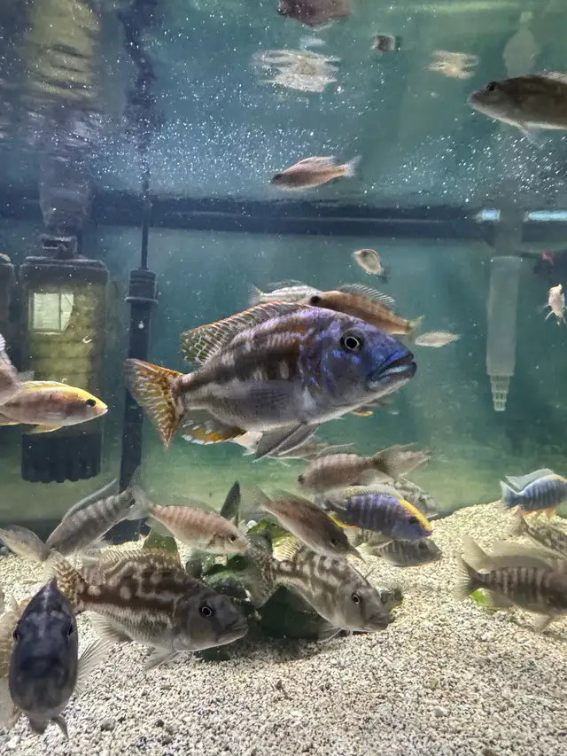 Nimbochromis Fuscotaeniatus in Fish for Rehoming in Mississauga / Peel Region - Image 2
