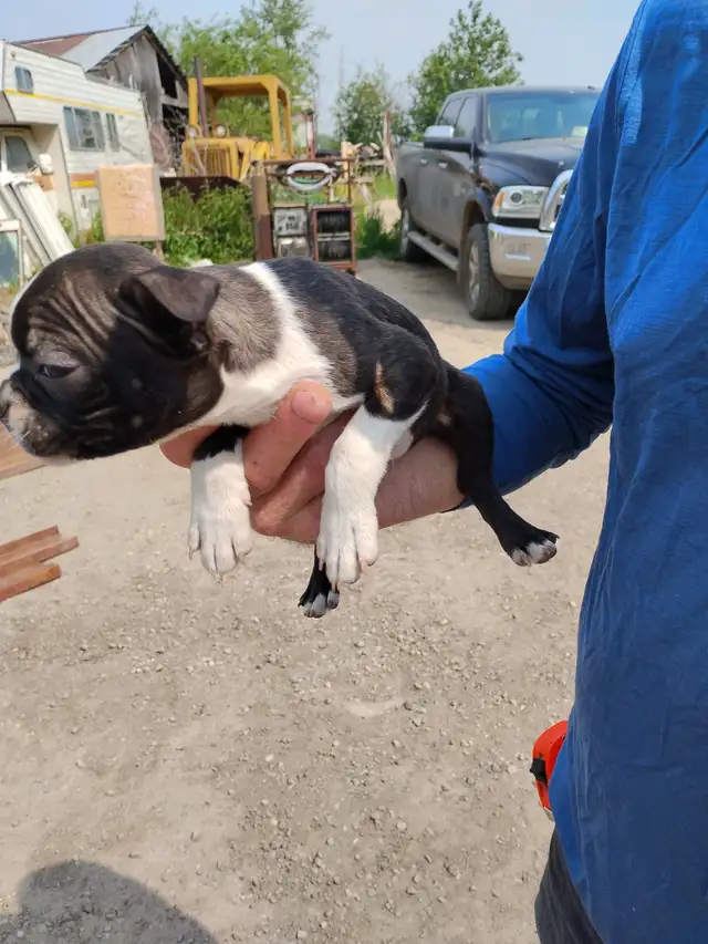 Purebred Boston Terriers in Dogs & Puppies for Rehoming in Edmonton - Image 3