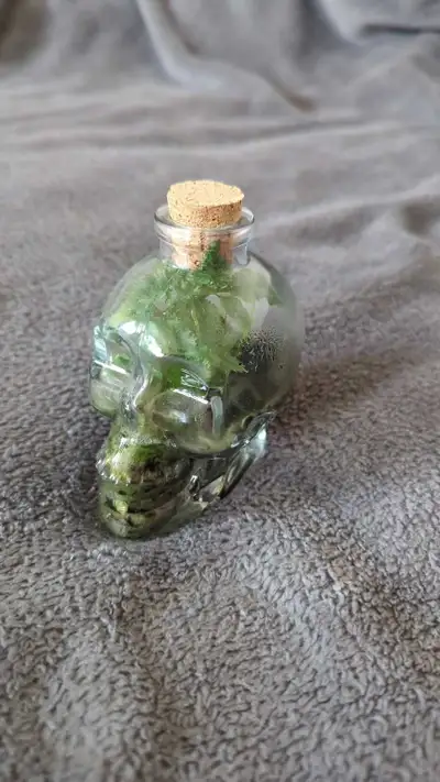 Skull Jar Terrarium, View more