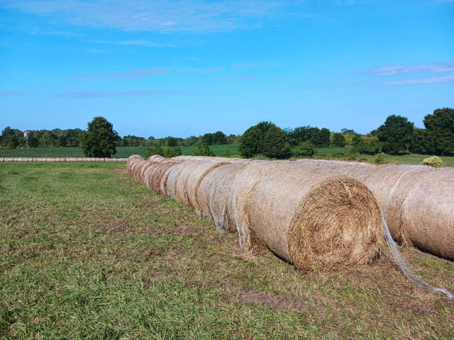 Hay for sale in Livestock in Belleville