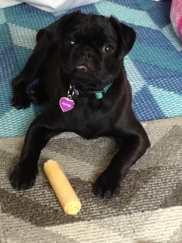 SMALL/MED PET DOG SITTER $35 day/night in Animal & Pet Services in Saint John - Image 10