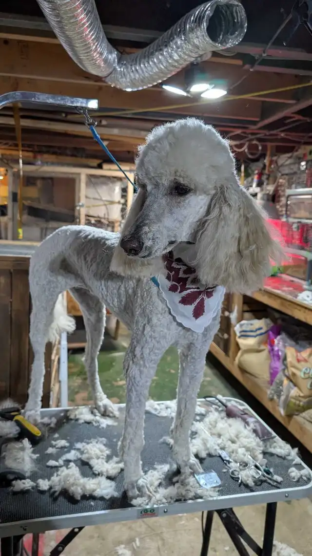 GROOMING AVAILABLE 520784351561656321