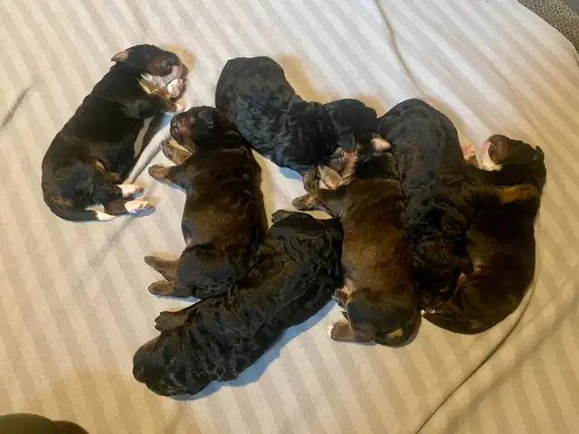 F1  tri colour hypoallergenic Bernedoodle in Dogs & Puppies for Rehoming in Calgary - Image 9