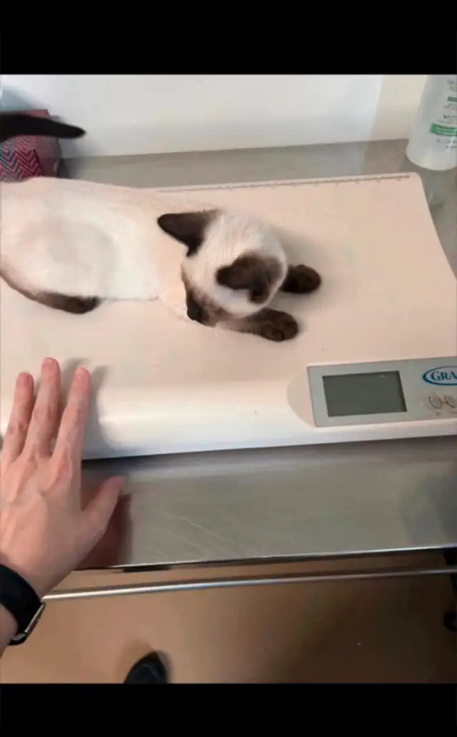❤️❤️❤️Bébé chatons pure siamois ❤️ Baby Siamese in Cats & Kittens for Rehoming in City of Montréal - Image 8