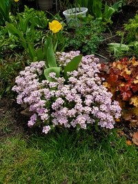 Perienal ground cover  $2.
