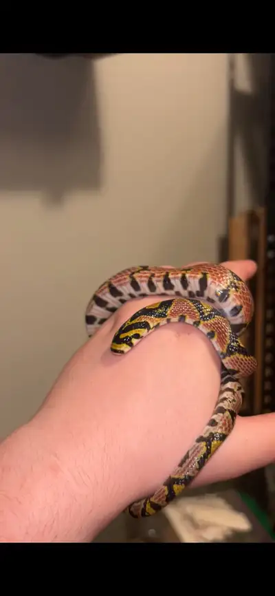  Mandarin Rat Snake, View more