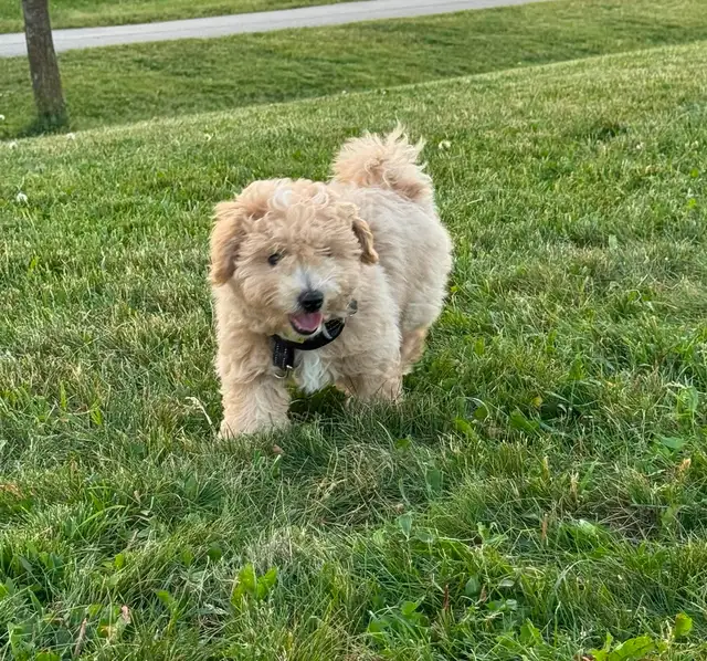 Adorable Male Bichon Poodle Puppy – Looking for a Loving Ho in Dogs & Puppies for Rehoming in Markham / York Region - Image 5