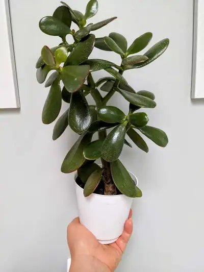 -Healthy 3 years old plant - growing like tree -easy to take care -coming in 5" planter -plant high...