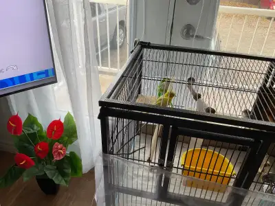 Oiseaux canari serin, View more