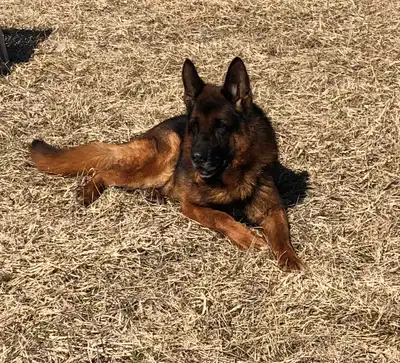 Ckc Reg'd German shepherd puppies,Trained Puppies and adult dogs, View more