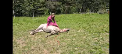Perfect kids horse, View more