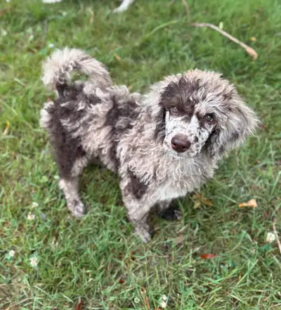 Standard Poodle Puppy, View more
