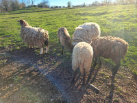 5 Ewes forsale