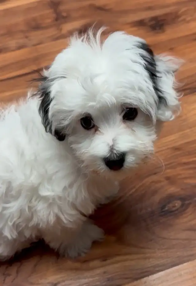 Adorable Toy Maltipoos! 2 Left! in Dogs & Puppies for Rehoming in Delta/Surrey/Langley - Image 7