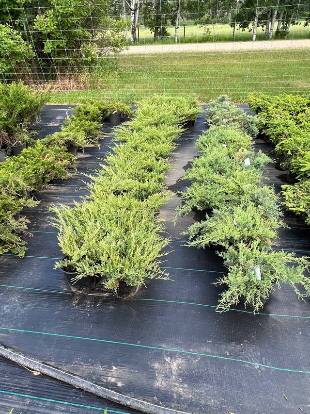Cedars, shrubs, and trees professionally grown! Plants, Fertilizer
