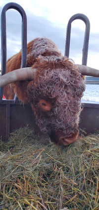 Registered Highland Bull