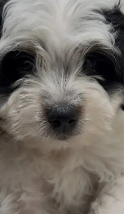 Teddy bear Multipoo x mini Aussie Shepard puppy, View more